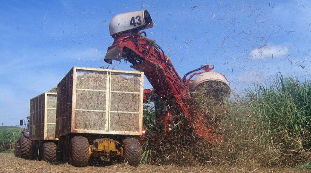 Zuckerrohrernte für Ethanol in Brasilien Eine Erntemaschine schneidet Zuckerrohr für Ethanol in Brasilien