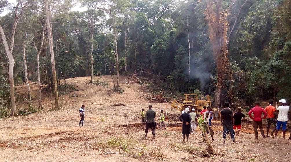 Ein Bulldozer schlägt eine Schneise in den Regenwald des Cross River State, Nigeria