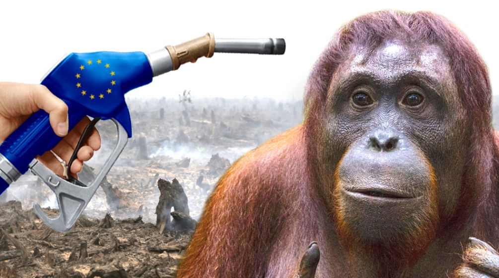 Palmöl und Staudämme bringen Orang-Utans auf Borneo und Sumatra an den Rand des Aussterbens EU Biosprit Politik zerstört die Regenwälder