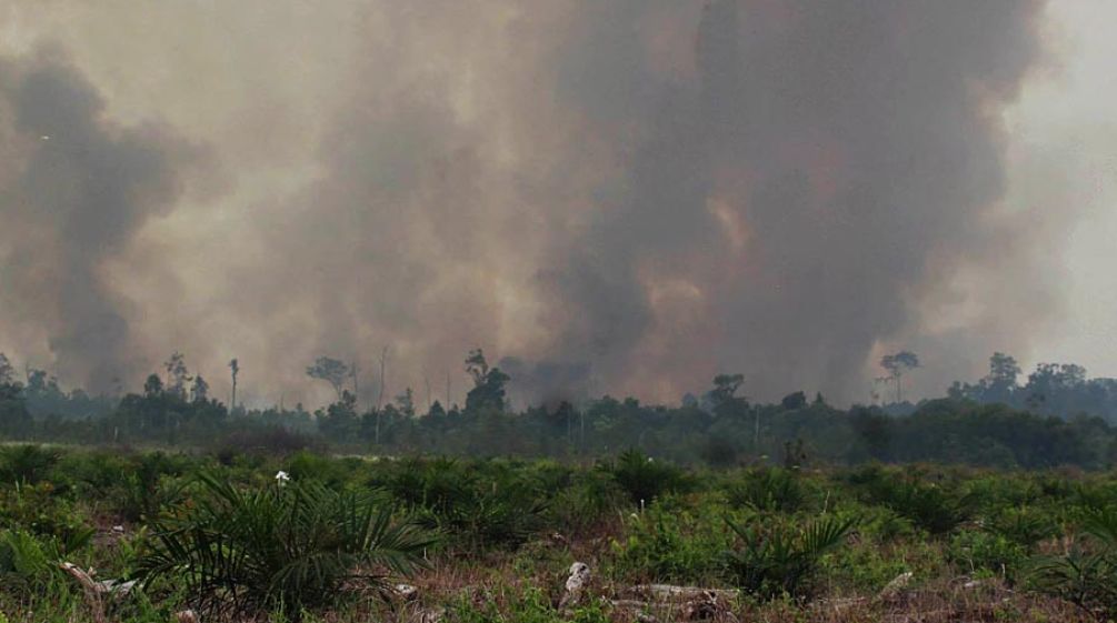 Feuer und Rauch vernichten Regenwald für Palmöl Wände aus Rauch: Aus dem regenwald steigt dichter Qualm auf und verdunkelt den Himmel. Im Vordergrund wurden bereits jungen Ölpalmen gepflanzt
