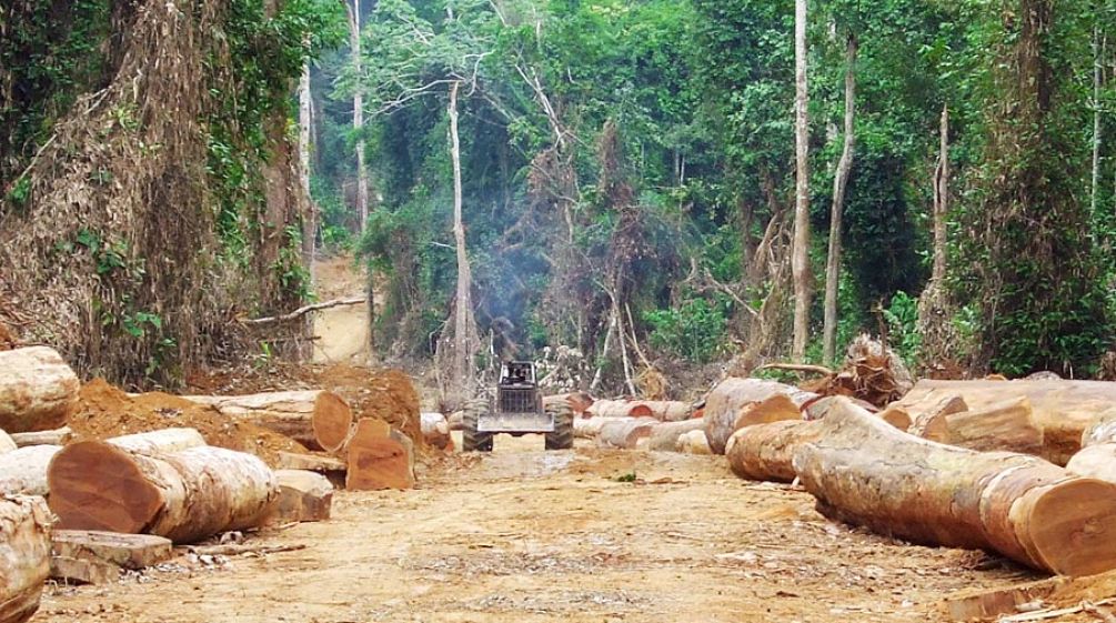 Mit Handschellen gefesselter Holzräuber vor gerodetem Regenwald