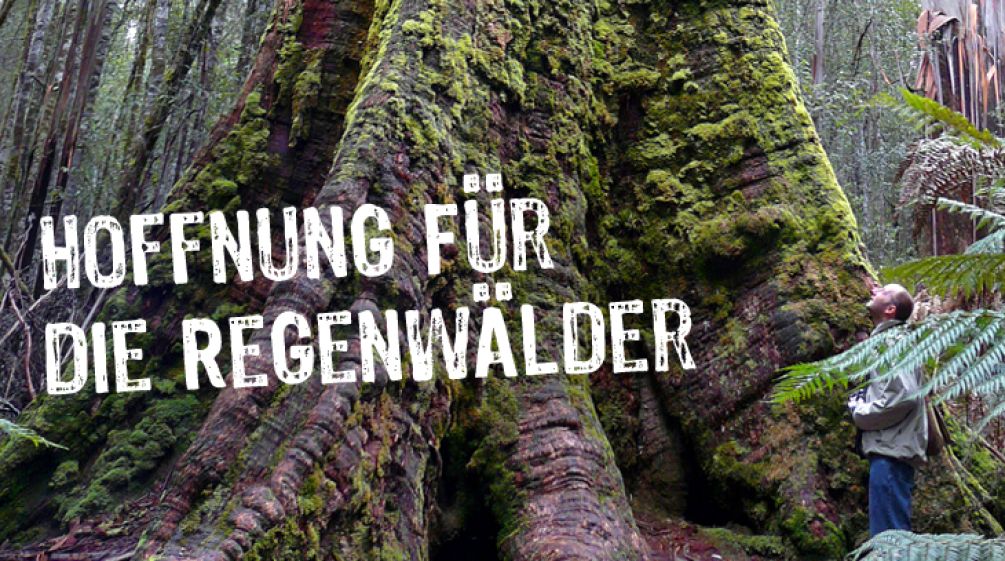 Über dem Bild des Fußes eines mächtigen Baumes steht "Hoffnung für die Regenwälder"