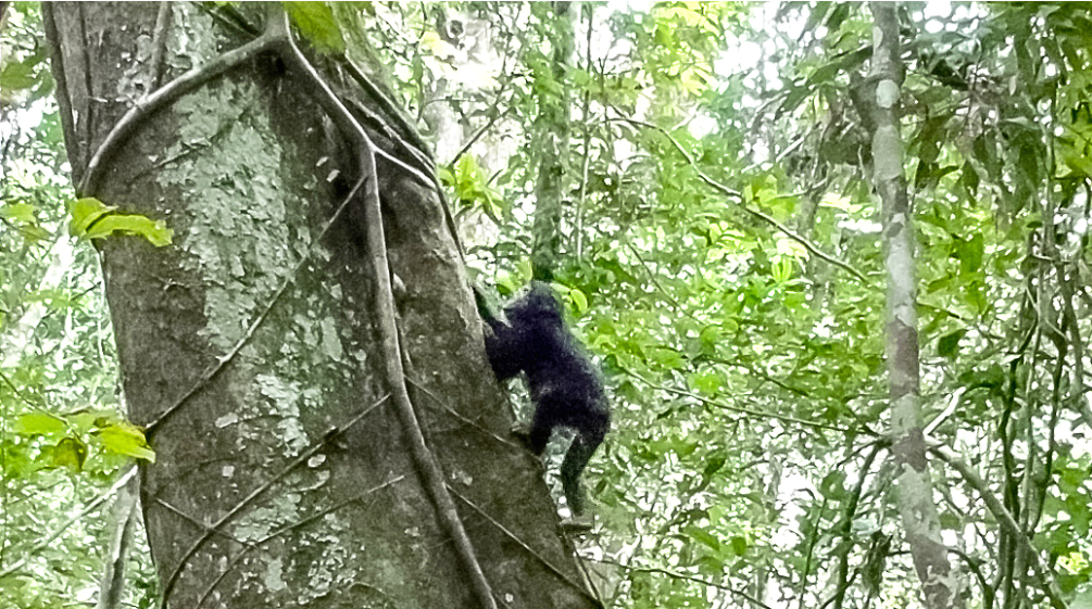 Ein junger Schimpanse klettert auf einen Baum im Regenwald