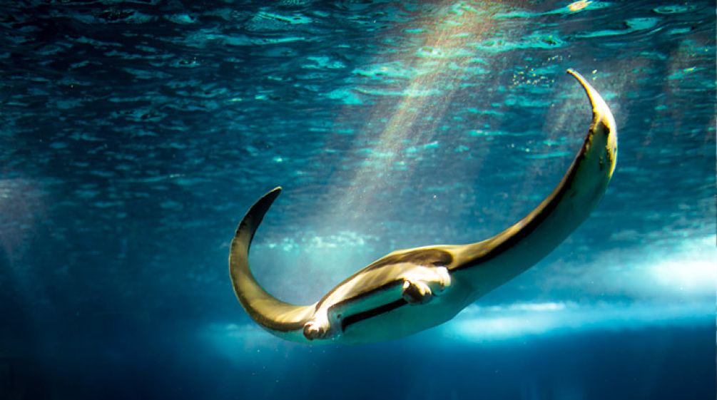 Taucher statt Fischer: Indonesien verstärkt Schutz von Mantarochen. Foto: flickr/Zanthia (CC BY-NC-SA 2.0) Mantarochen
