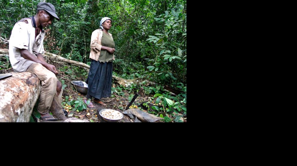 Verarmte Frau in Nigeria sammelt Forest Mangos
