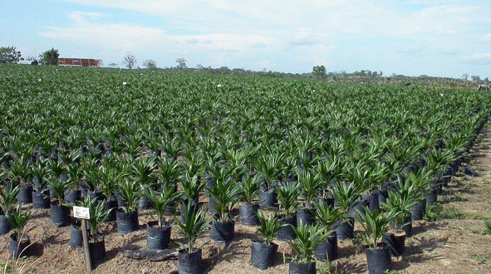 Palmöl-Plantage von Cargill betrieben