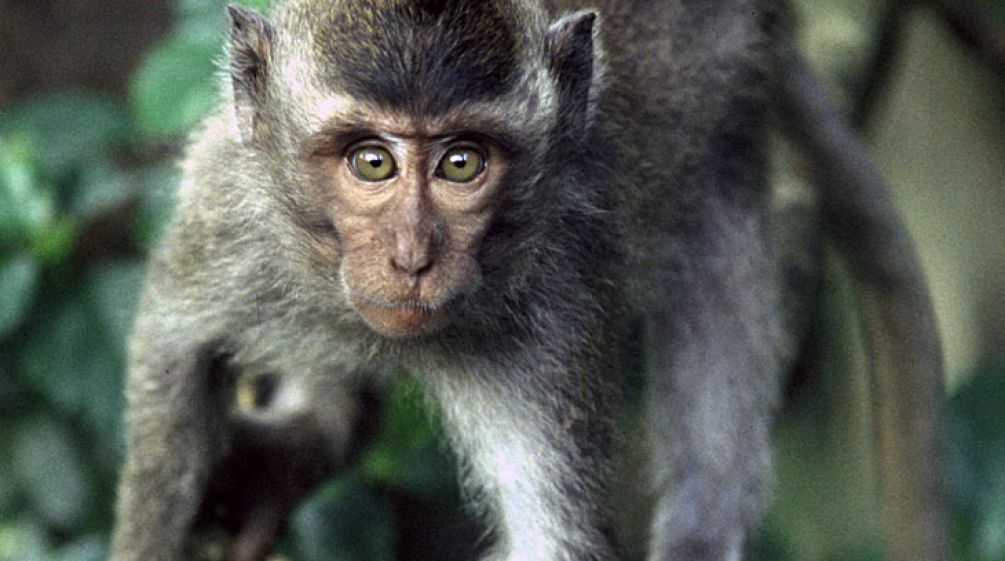 Eine Chance für die Biodiversität in Palawan