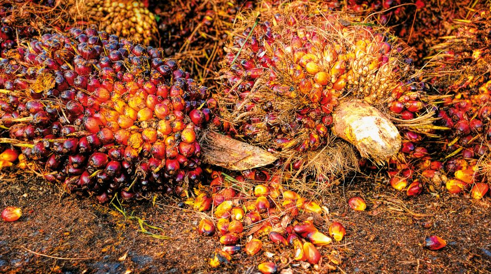 Fruchtbüschel der Ölpalme Palmfrüchten