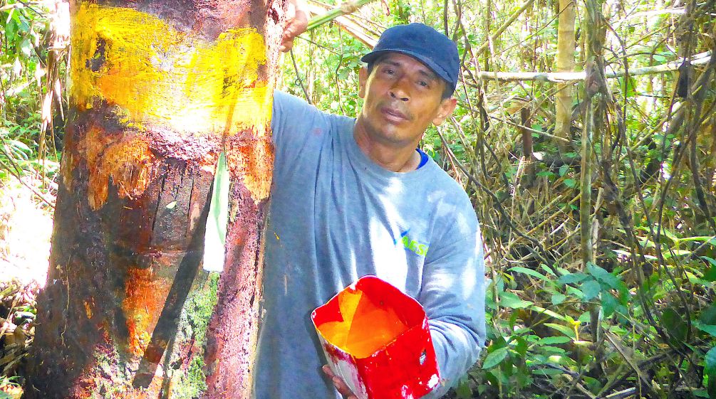 Ein Mann markiert einen Baum im Regenwald mit Farbe