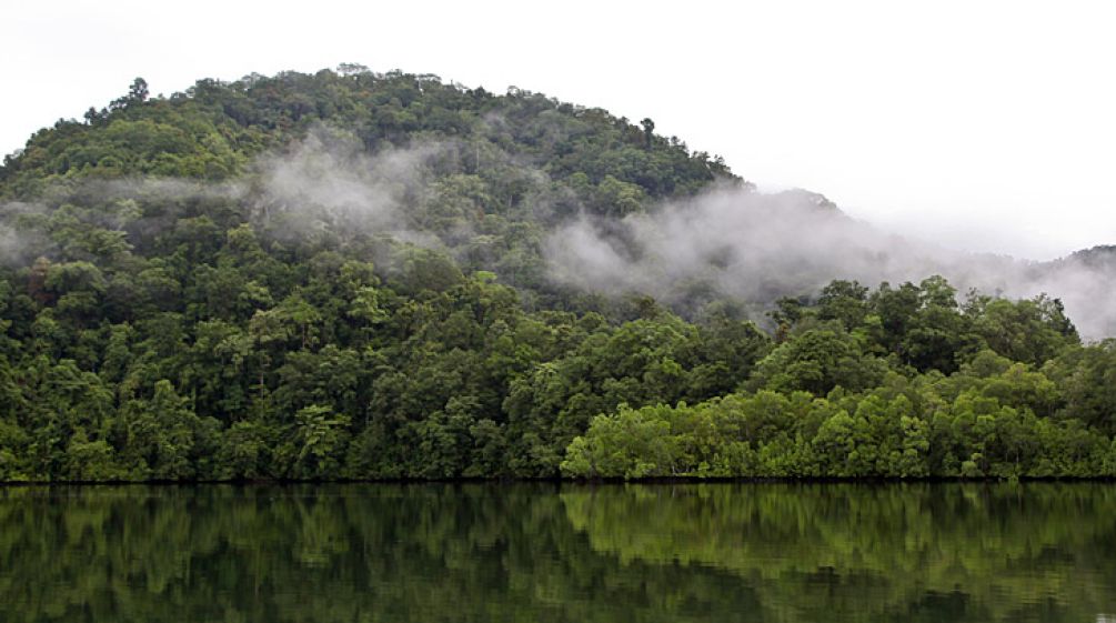 Ein See, an dessen Ufer Regenwald wächst, mit Nebelschwaden