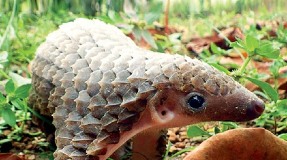 Pangolin