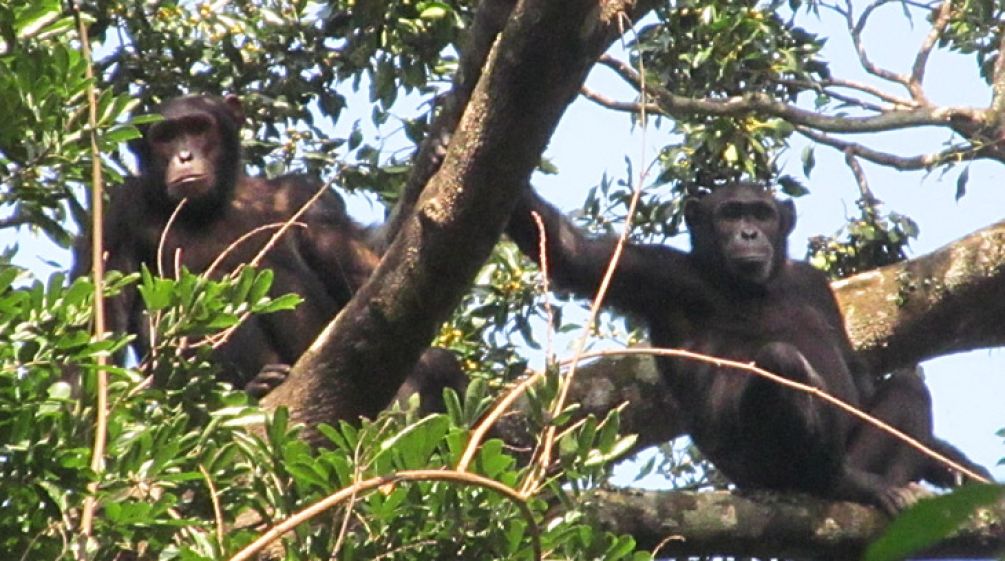 Pan troglodytes schweinfurthii: Die Demokratische Republik Kongo beherbergt den größten Teil der Östlichen Schimpansen. Foto: Cleve Hicks Schimpansen sitzen in einem Baum