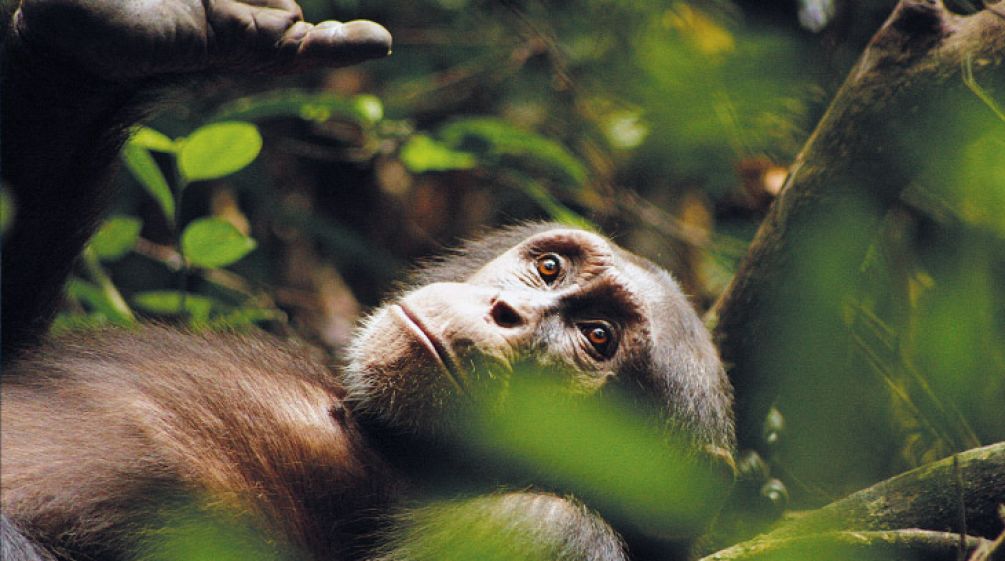 In Liberia liegt ein Schimpanse in einem Baum