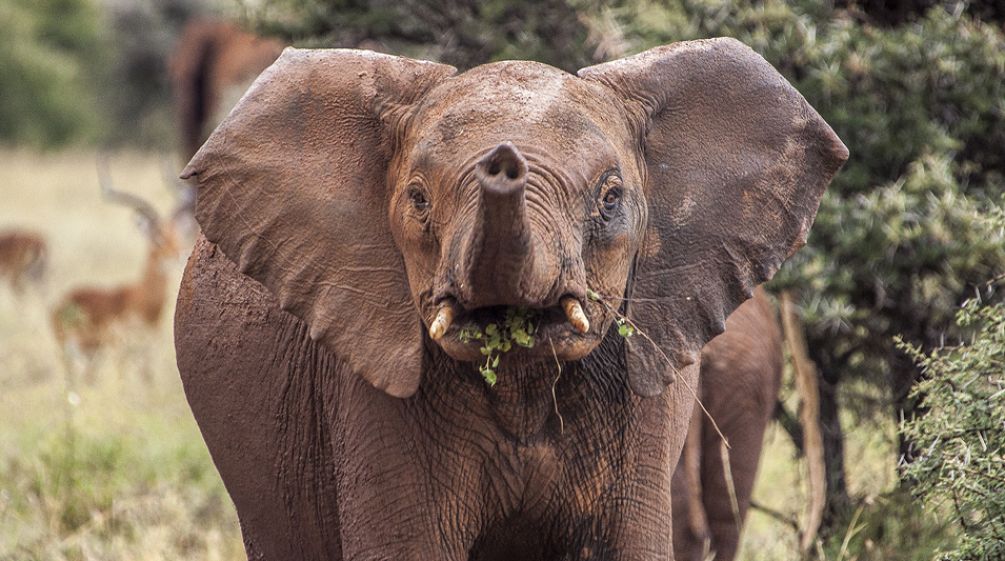 Ein junger Elefant in der Serengeti