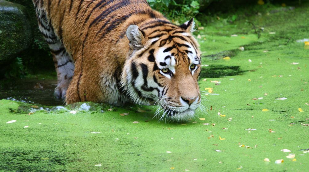 Majestätisch und bedroht: Ein Königstiger Tiger im Wasser