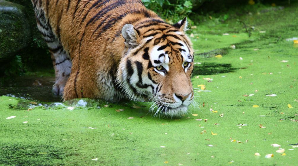 Tiger im Wasser