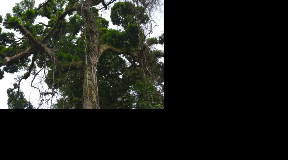 Krone eines großen Baumes in Nigeria