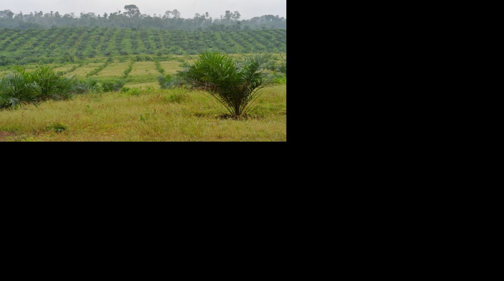 In Nigeria pflanzt der Konzern Wilmar auf Plantagen Ölpalmen an - und vernichtet Regenwald Palmölplantage von Wilmar in Nigeria