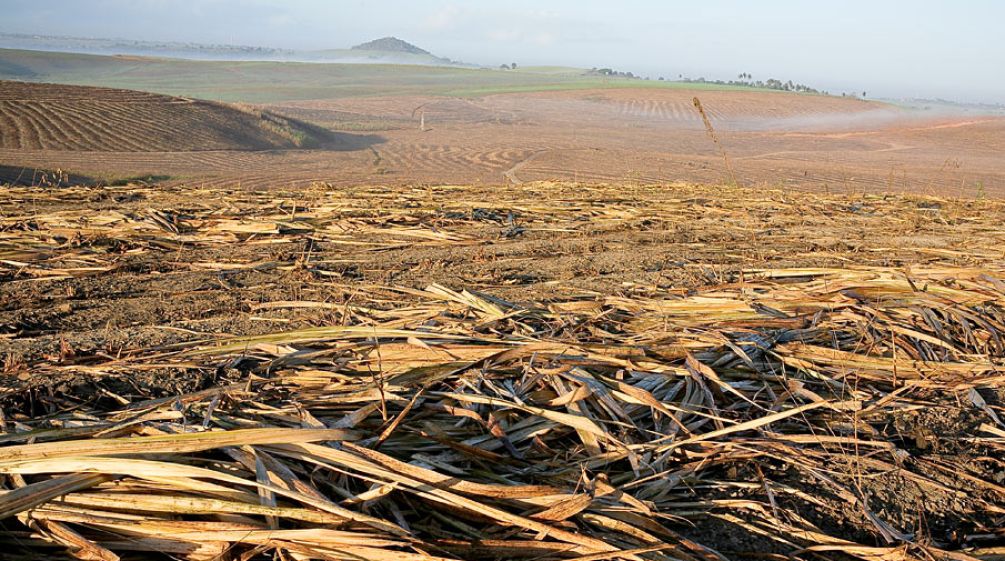 Öde Zuckerrohrplantagen dehnen sich bis zum Horizont aus