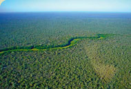 Der Chaco-Wald mit Flusslauf. Nur solch große Urwaldgebiete können das Überleben der Ayoreo-Indianer und vieler bedrohter Tierarten sichern