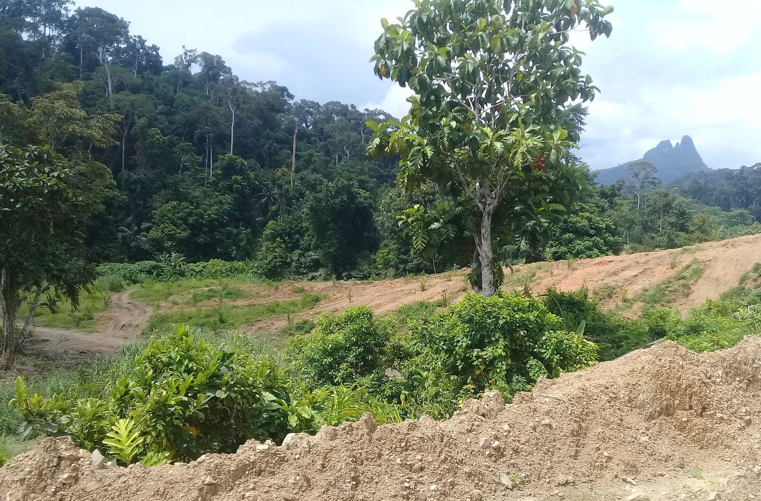 Unsere Partner Haben Auf Palawan Zwei Plantagen Firmen Gestoppt 