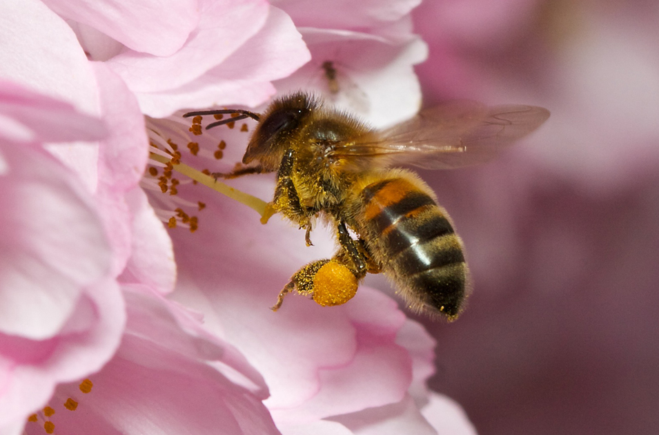 Bayer verliert Prozess gegen Bienenschützer Rettet den Bayer verliert Prozess gegen Bienenschützer Rettet den