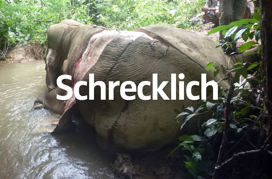 Elefanten-Haut für China! Perverse Wilderei stoppen!