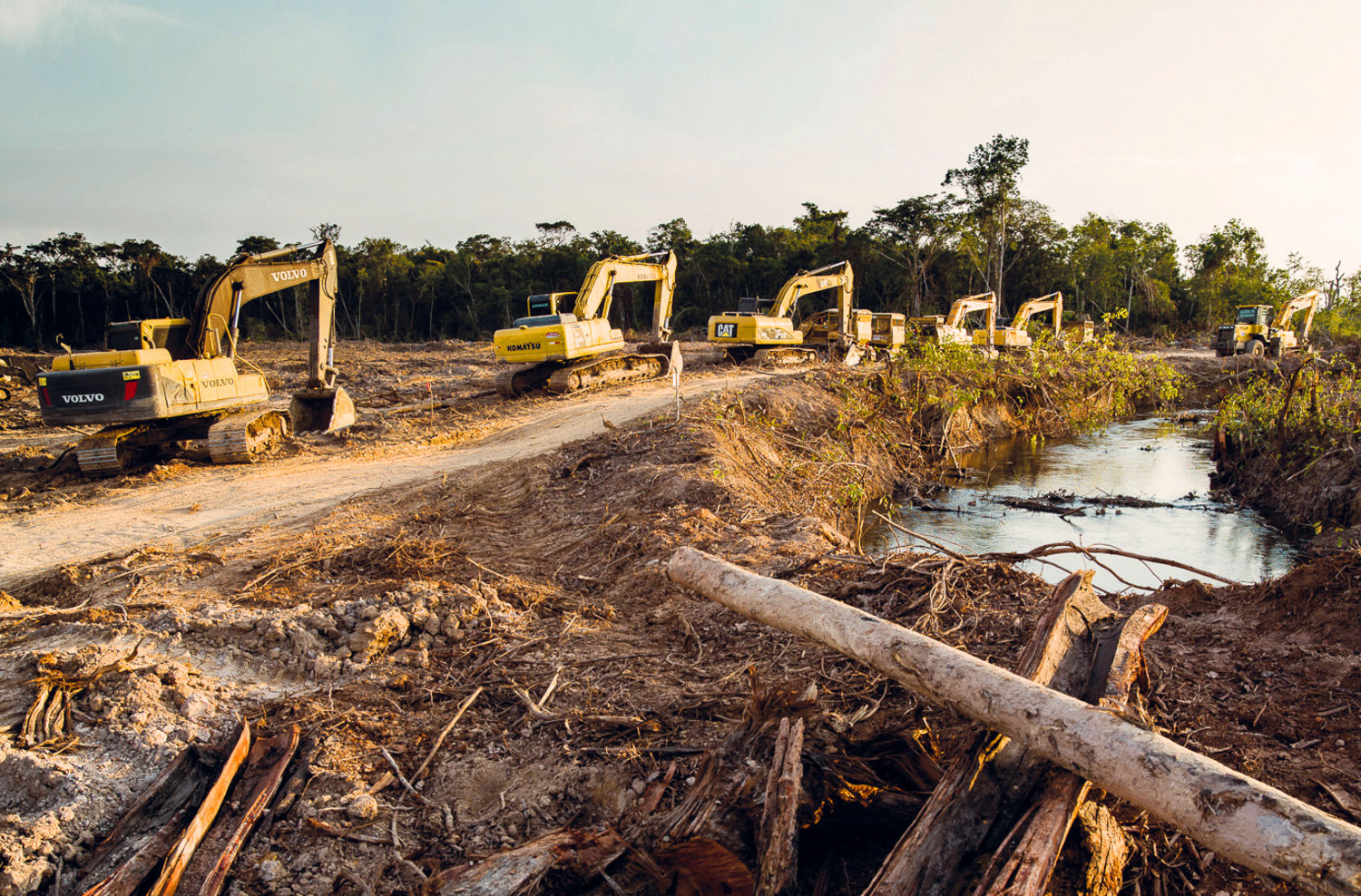 Palm Oil Nature Destruction Palm Oil Nature Destruction