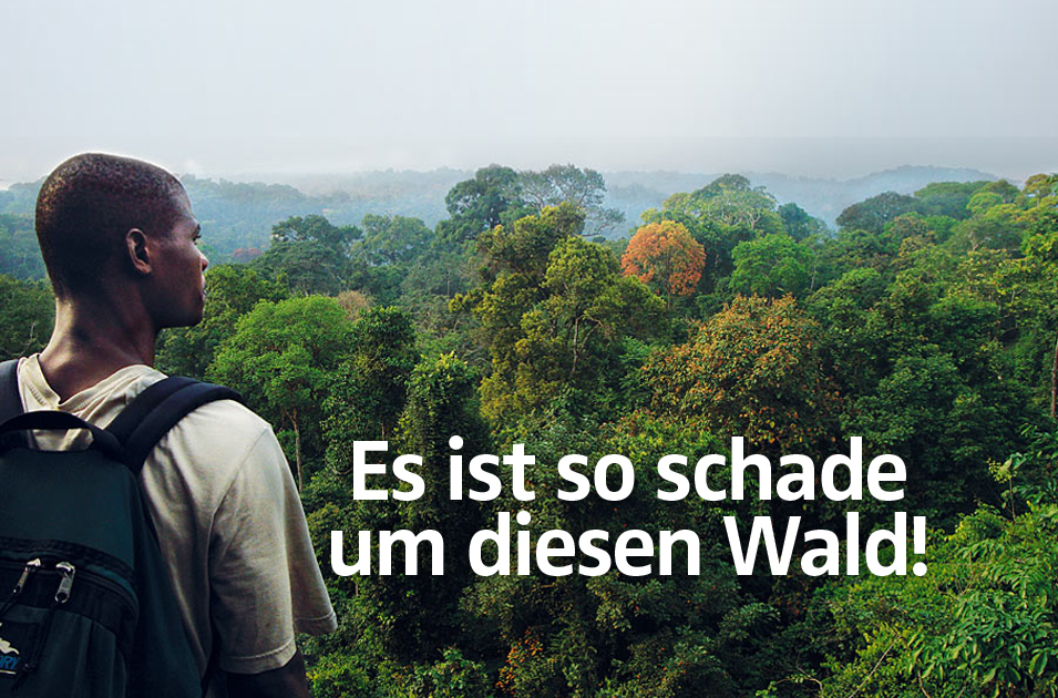 Keine Palmölplantage in diesem Wald!