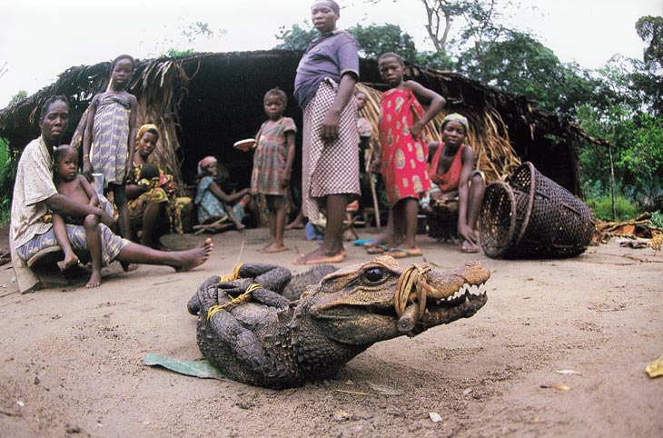 Wilderei In Afrika Rettet Den Regenwald E V