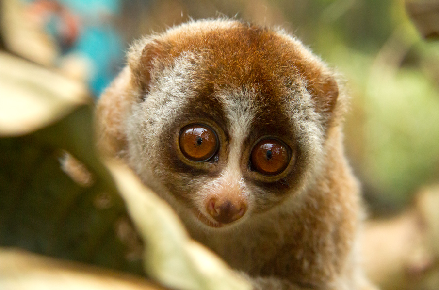 Indonesien: Plumploris sind keine Ware - Rettet den Regenwald e.V.