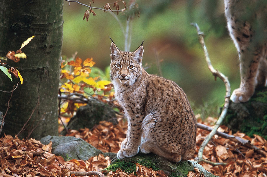 Der Luchs will keinen Staudamm! Rettet den Regenwald e.V.