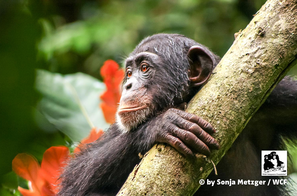 Liberia: Kein Tropenholz aus diesen einzigartigen Wäldern!
