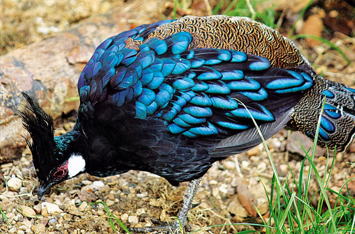 Landrechte schützen Palawans Wald mit unserer Hilfe Rettet den