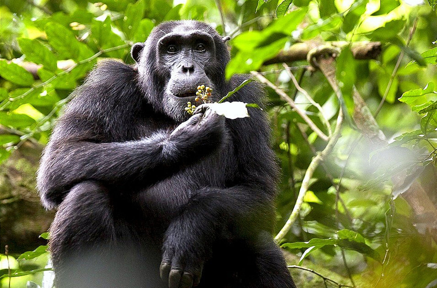 Angriff der Bulldozer auf den Schimpansen-Wald stoppen! Angriff der Bulldozer auf den Schimpansen-Wald stoppen!