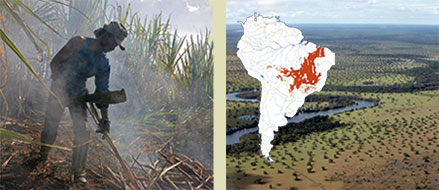 links: Auf Brasiliens Zuckerrohrfeldern und in Ethanol-Fabriken schuften die Arbeiter wie Sklaven // rechts: 2 Mio. km2 war der Cerrado einst. Durch Zuckerrohr- und Sojaplantagen ist er auf knapp ein Drittel geschrumpft