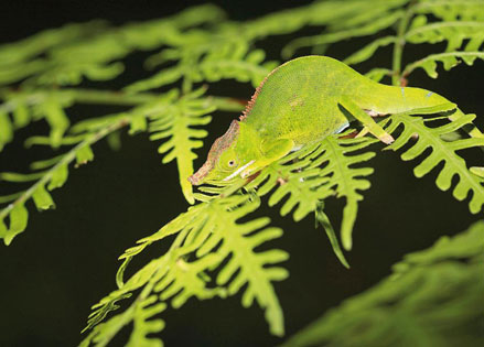 Eine von fast 60 endemischen Arten: Chamäleon furcifer willsii. (Foto: Rhett A. Butler / mongabay.com)