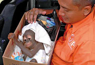Hardi Baktiantoro von COP beim Abtransport des geretteten Orang-Utan-Babys Kerrie.