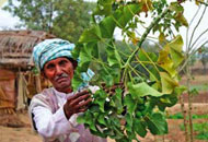 Nur auf fruchtbaren Böden und mit Bewässerung bleibt der Wunderstrauch Jatropha grün.