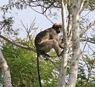 Affe in kenia
