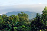 Im Kerinci Seblat Nationalpark auf Sumatra konnten Tiger, Elefanten, Malayenbären, Tapire und mehr als 4.000 Pflanzenarten überleben. Er gehört zum UNESCO-Welterbe