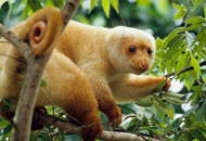 Durch das weitgehende Fehlen von Raubtieren entwickelte sich auf Neuguinea eine ganz ungewöhnliche Tierwelt.