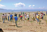Die Einwohner von Peneplata / Samal Island pflanzen Mangroven