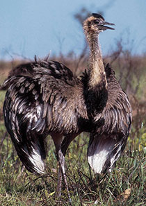 Der Große Nandu gehört zu den eindrucks- vollsten und seltensten Vögeln im Cerrado. Aus 1,30 m überblickt er sein Revier.