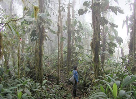 Bergnebelwald in Ecuador – durch unsere Spenden bewahrt