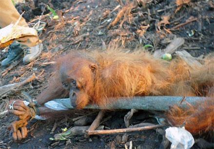 Gefesselt und halbtot wurde Orang-Utan-Baby Helen von Tierschützern gerettet.