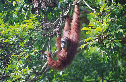 Noch können wir seine Heimat bewahren (Foto: Rhett A. Butler / mongabay.com)