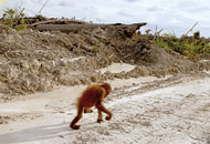 Verwaistes Orang-Utan-Kind auf neu angelegter Ölpalmplantage im Regenwald.