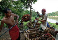 Die Bauern von Karang Mendapo ernten die Nüsse des Palmölmultis Sinar Mas – der Konzern hat das Land von den Bauern gestohlen.