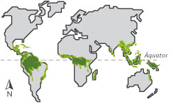 Verteilung der Regenwälder
